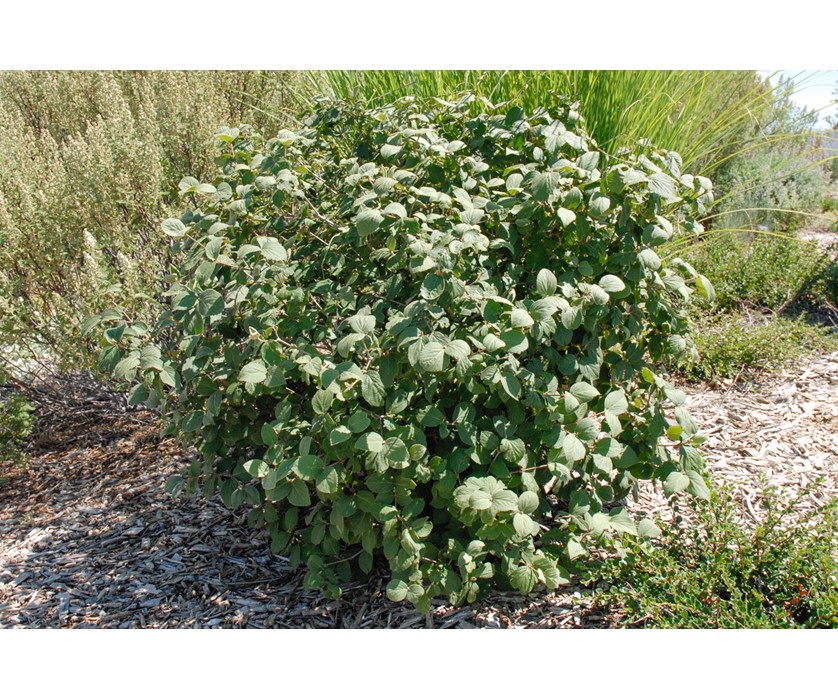 Judd Viburnum